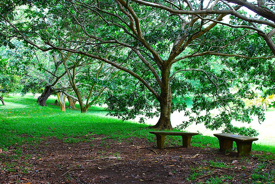A photograph of Ho'omaluhia Botanical Garden