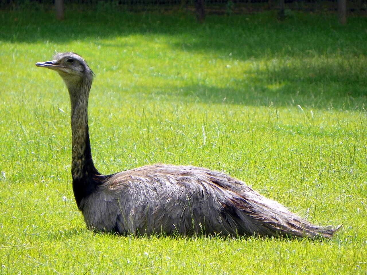 Golders Hill Park Zoo の写真