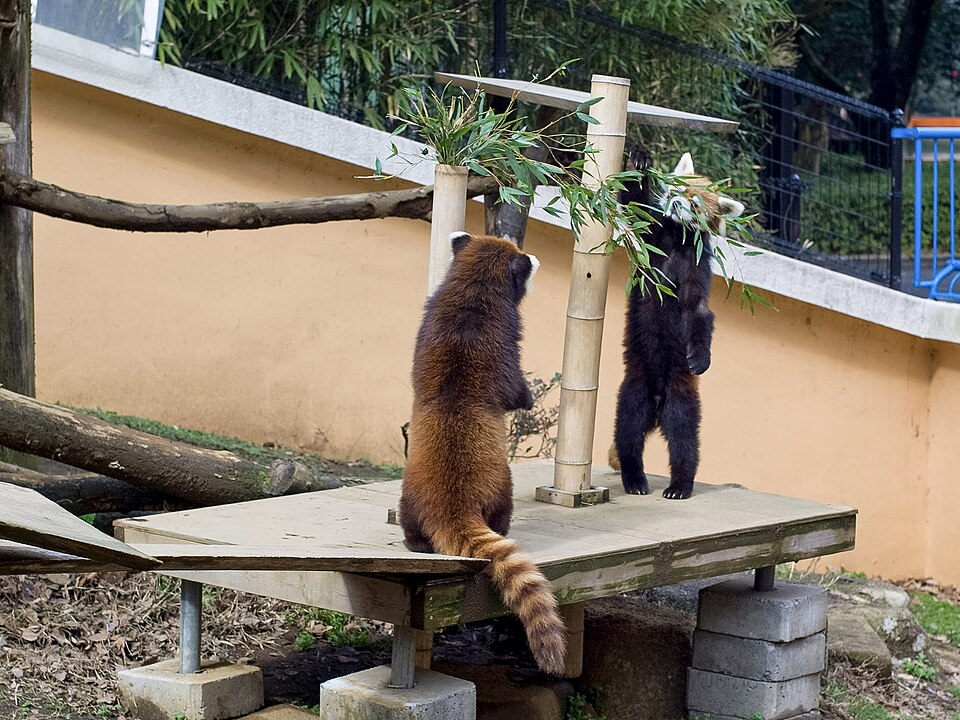 A photograph of Red Panda