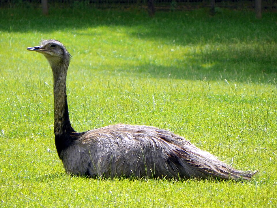 A photograph of Golders Hill Park Zoo