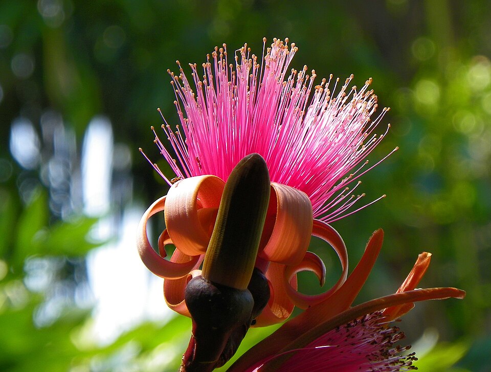 A photograph of Harry P. Leu Gardens