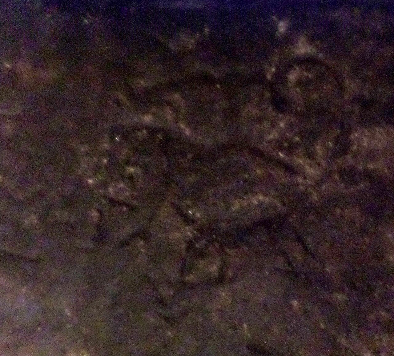 Gilmerton Cove の写真