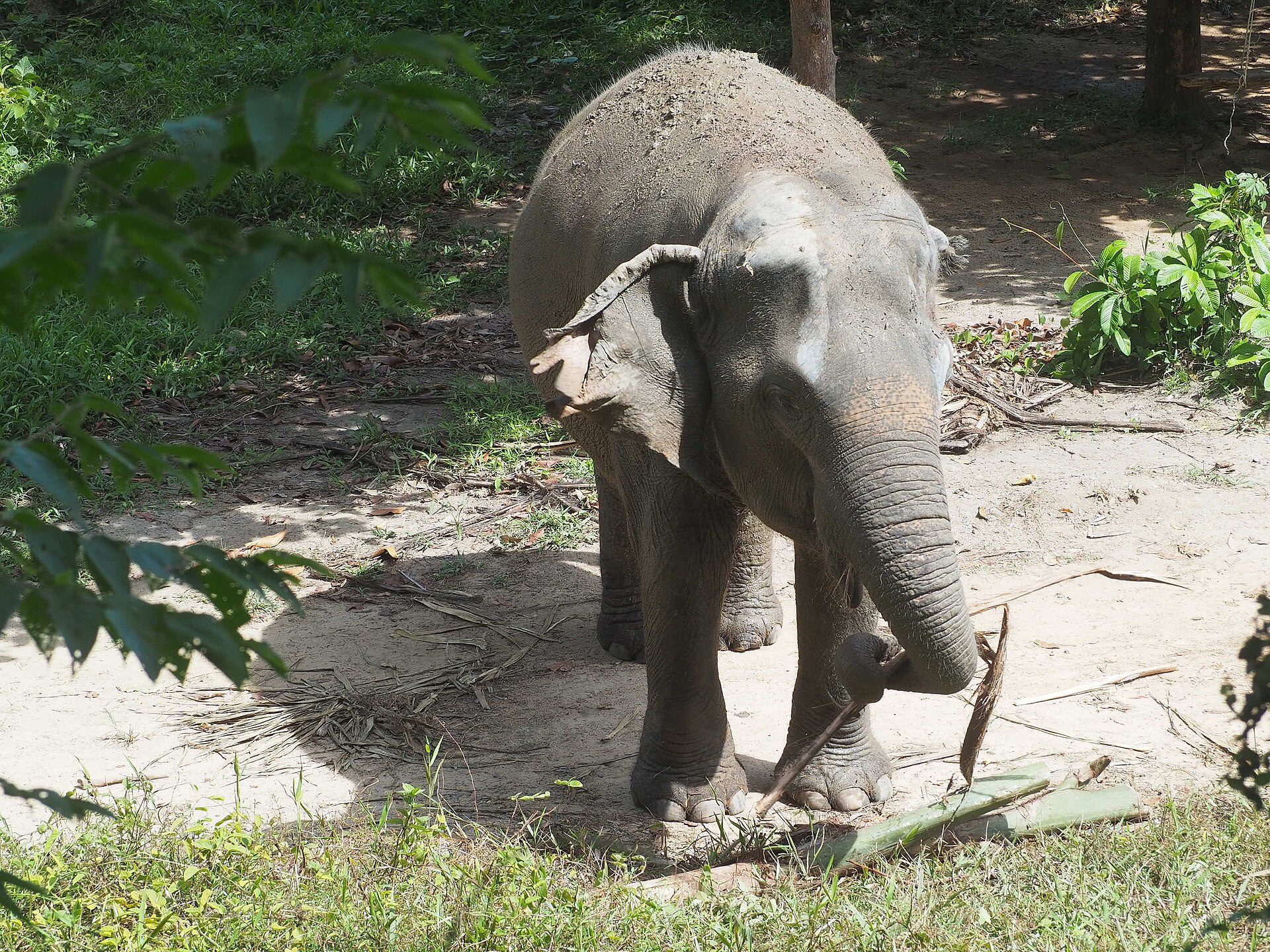Phuket Elephant Sanctuary fotoğrafı