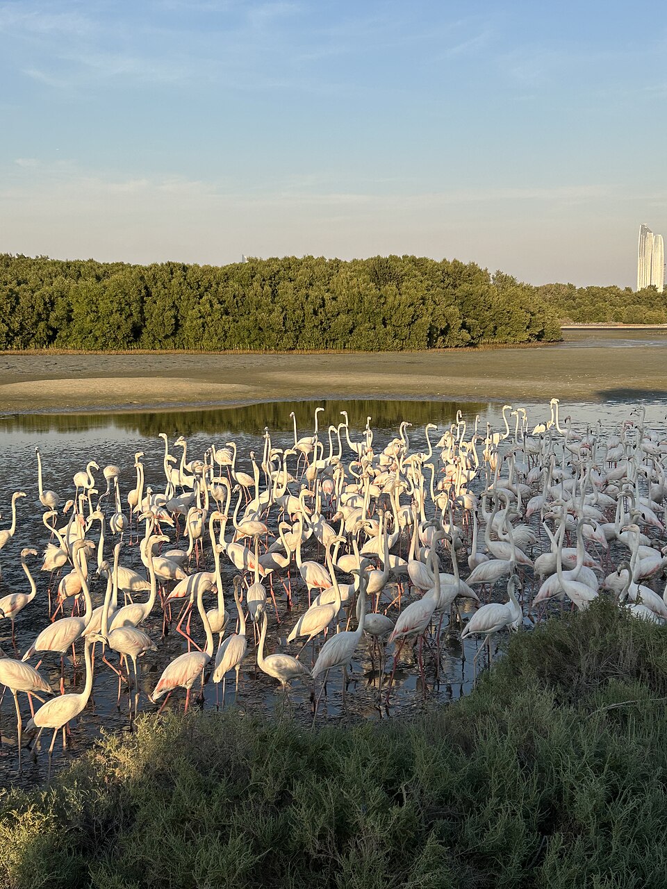 A photograph of Ras Al Khor