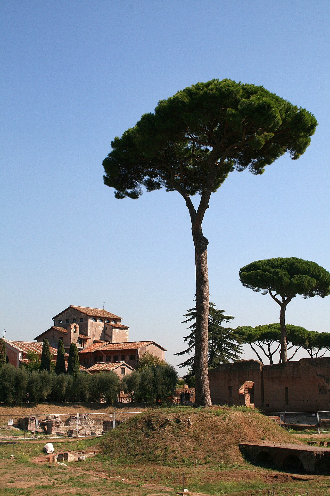 Palatino