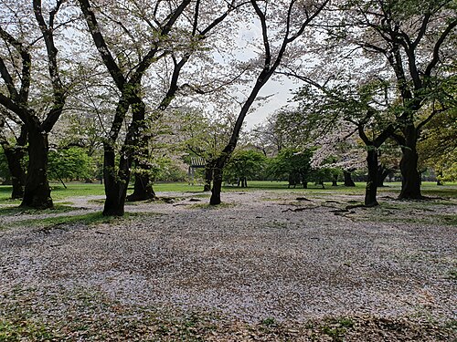 Yoyogi Parkı