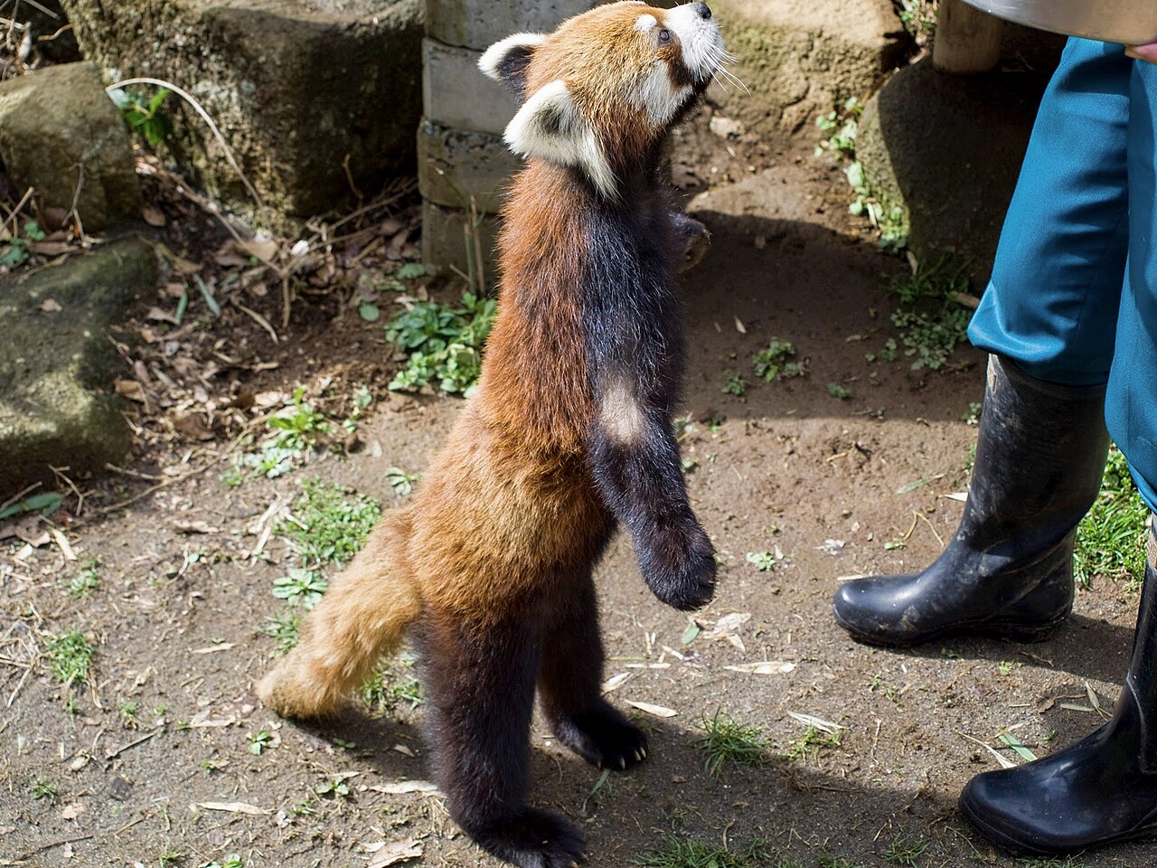 Red Panda fotoğrafı