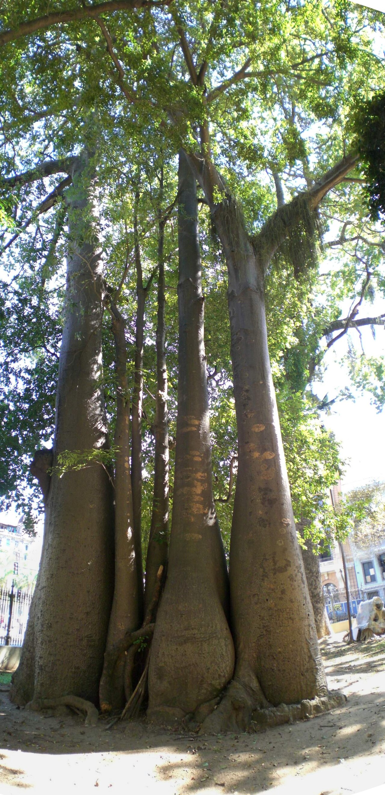 Passeio Público の写真