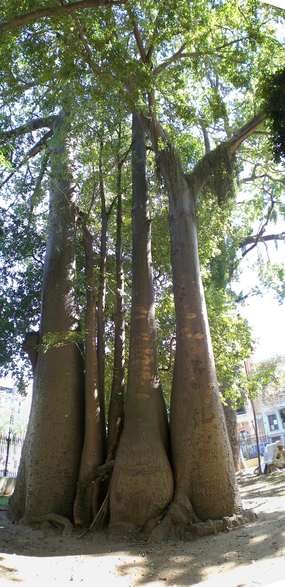 A photograph of Passeio Público