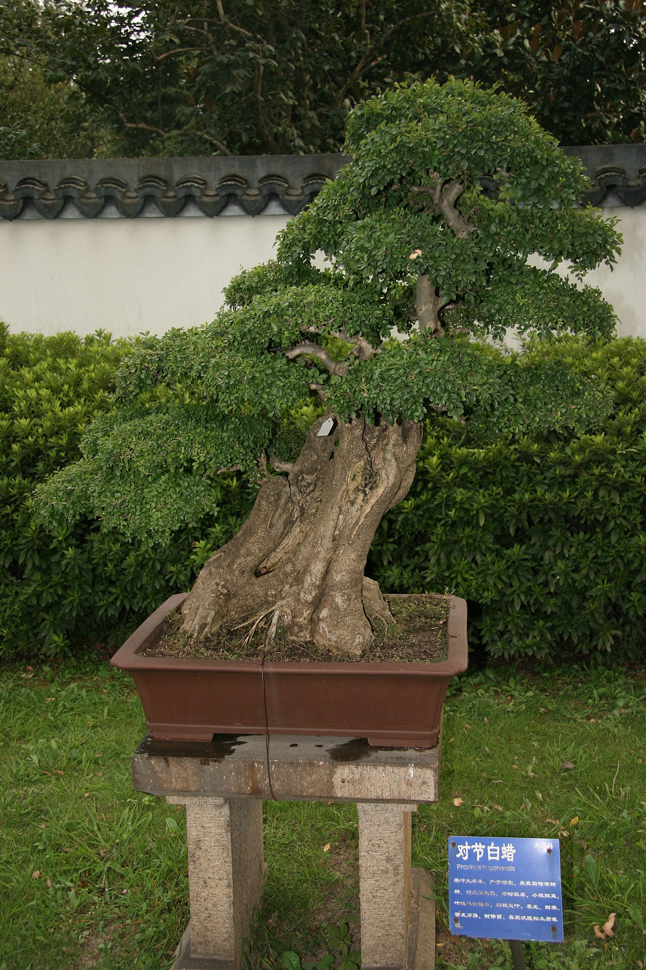 Shanghai Botanical Garden fotoğrafı