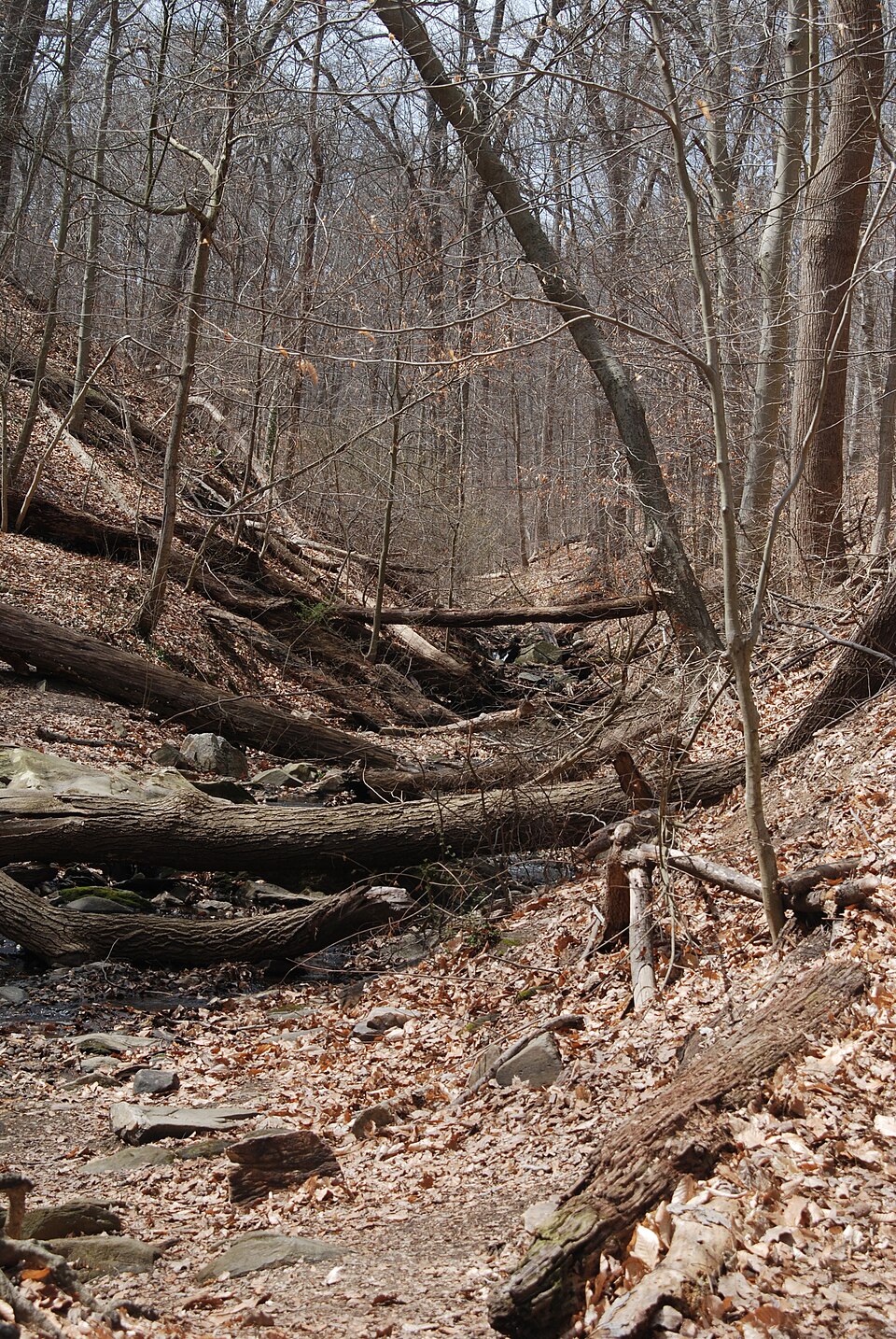 A photograph of Rock Creek Park