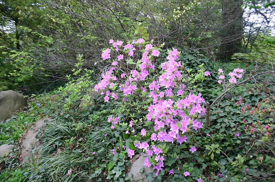 A photograph of Brooklyn Botanic Garden