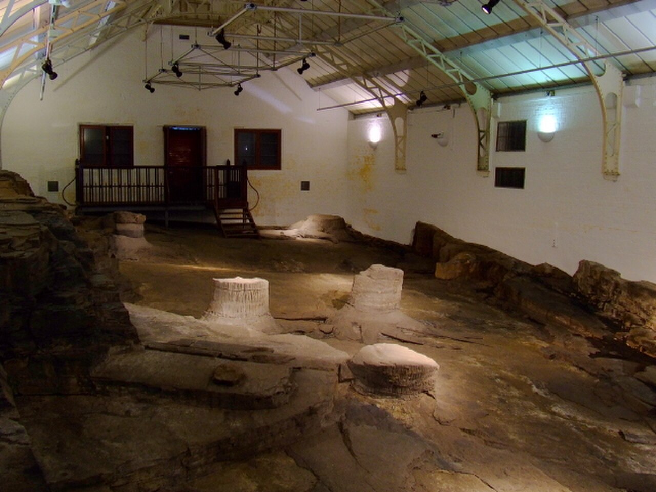 Victoria Park Fossil Grove の写真