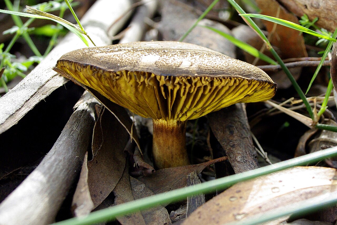 Ein Foto von Dandenong Ranges National Park