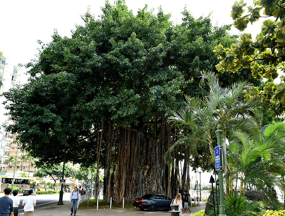 A photograph of Waikīkī Beach