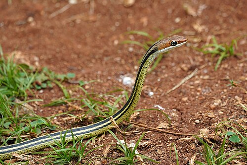 Nairobi Snake Park