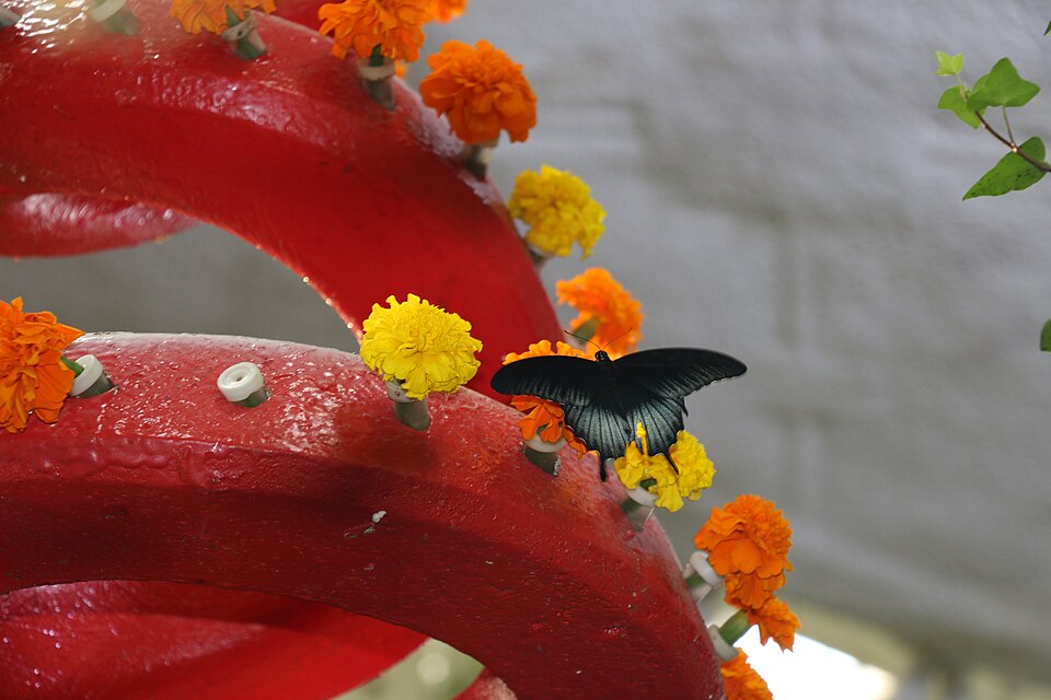 A photograph of Dubai Butterfly Garden