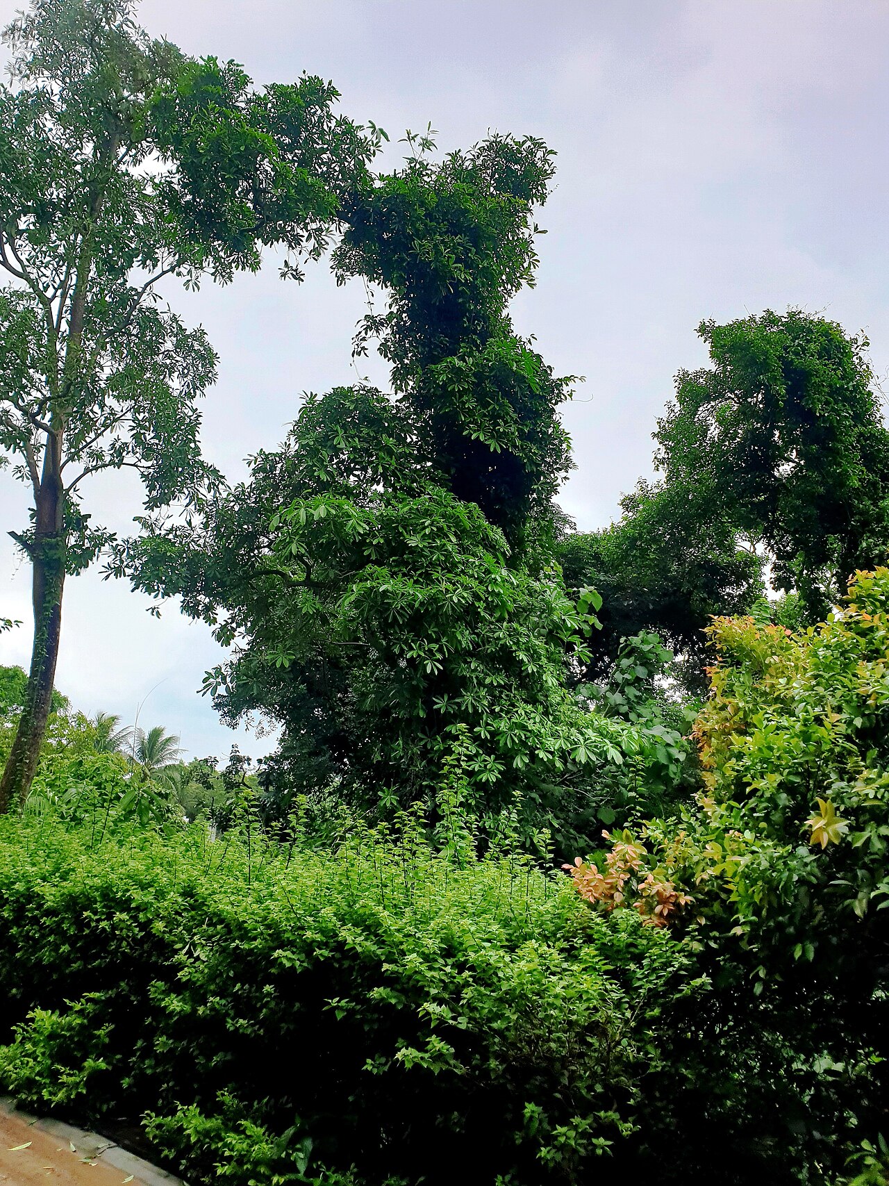A photograph of Sơn Trà Mountain