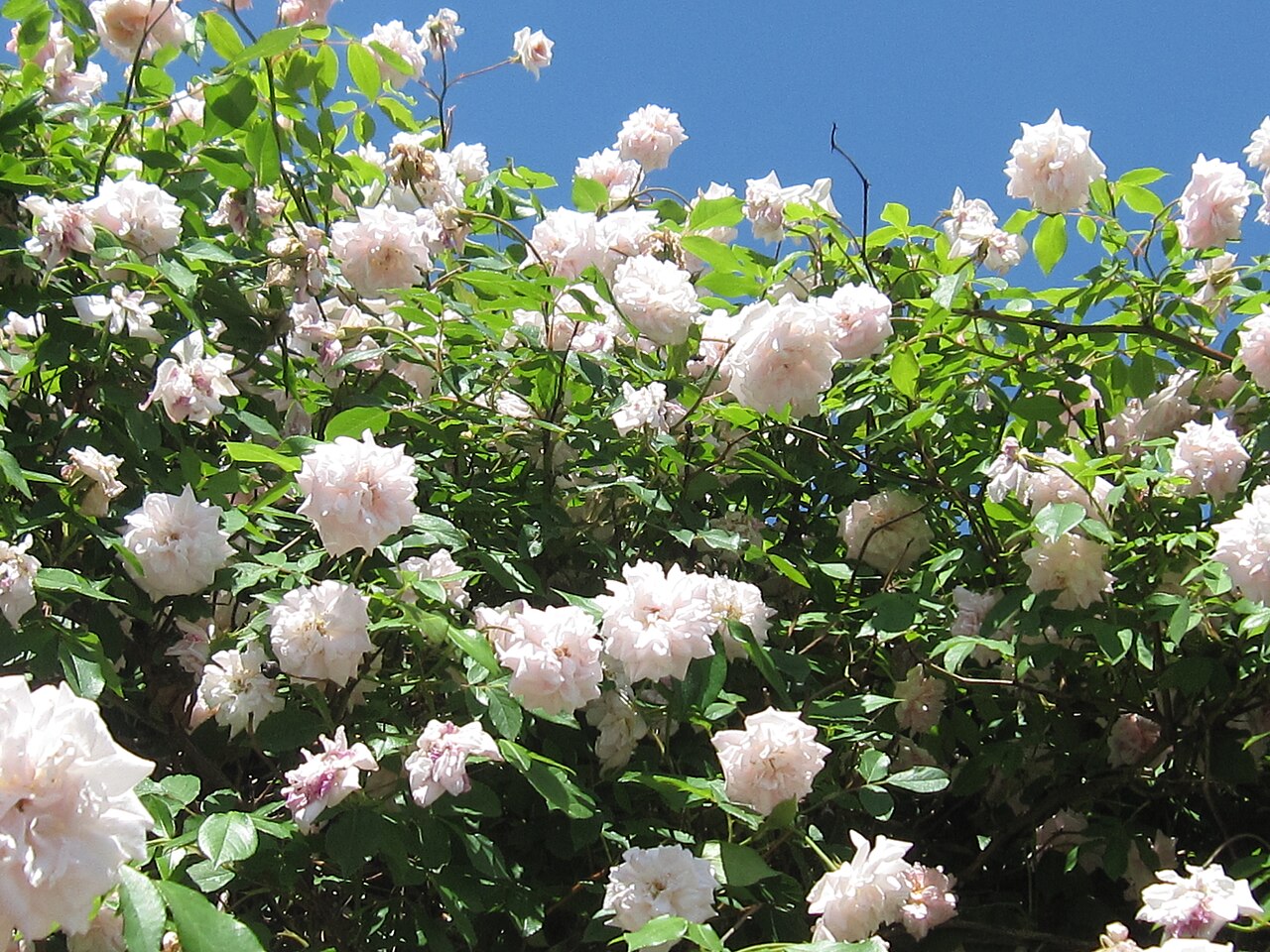James P. Kelleher Rose Garden의 사진