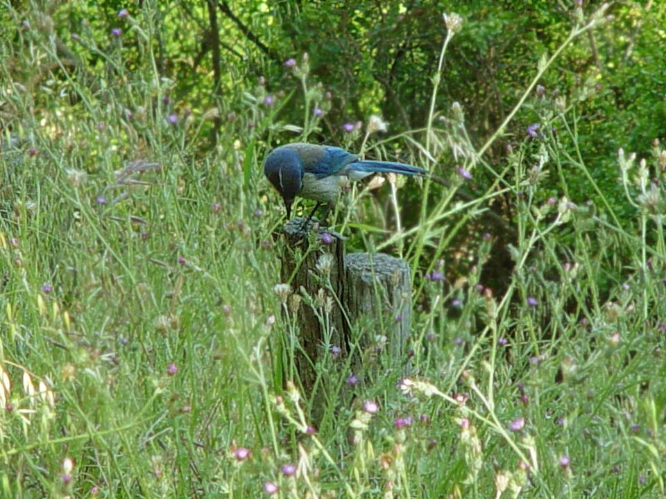 A photograph of Huckleberry Park