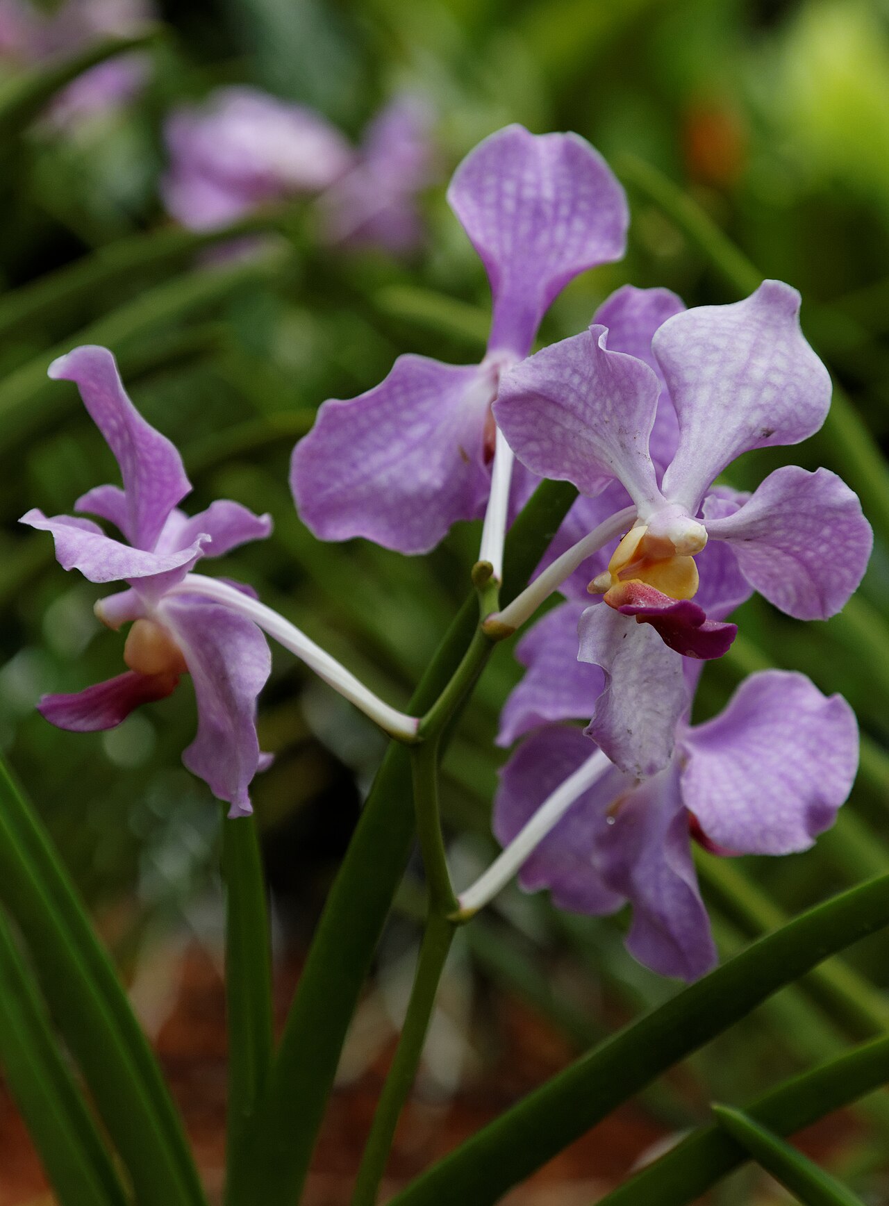 National Orchid Garden fotoğrafı
