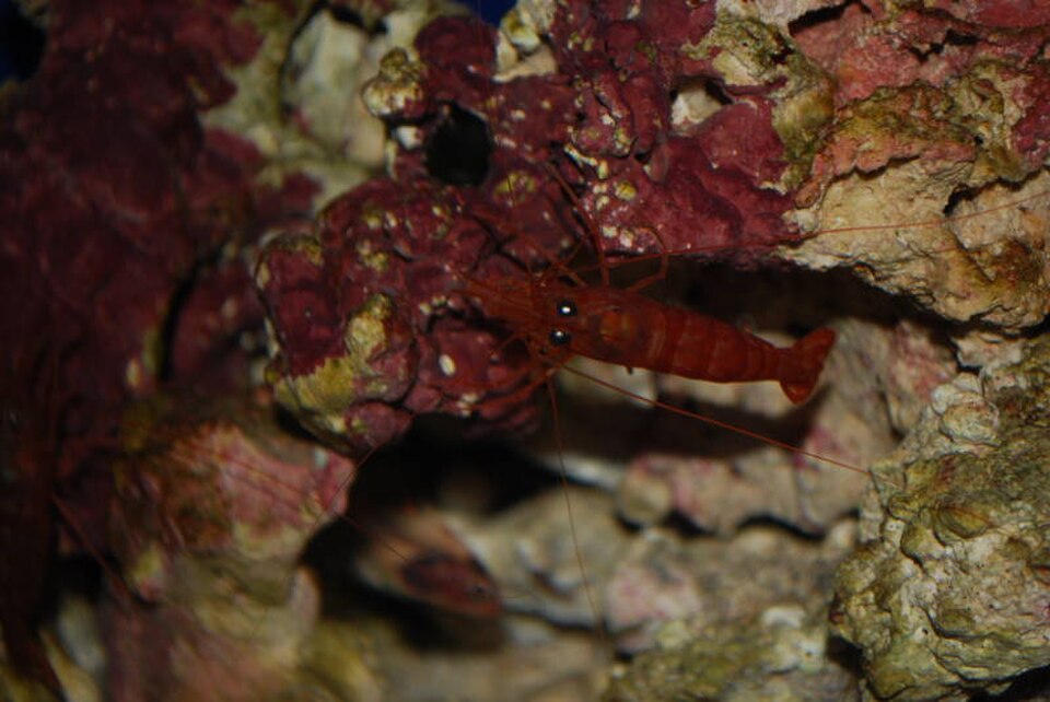 A photograph of Waikiki Aquarium