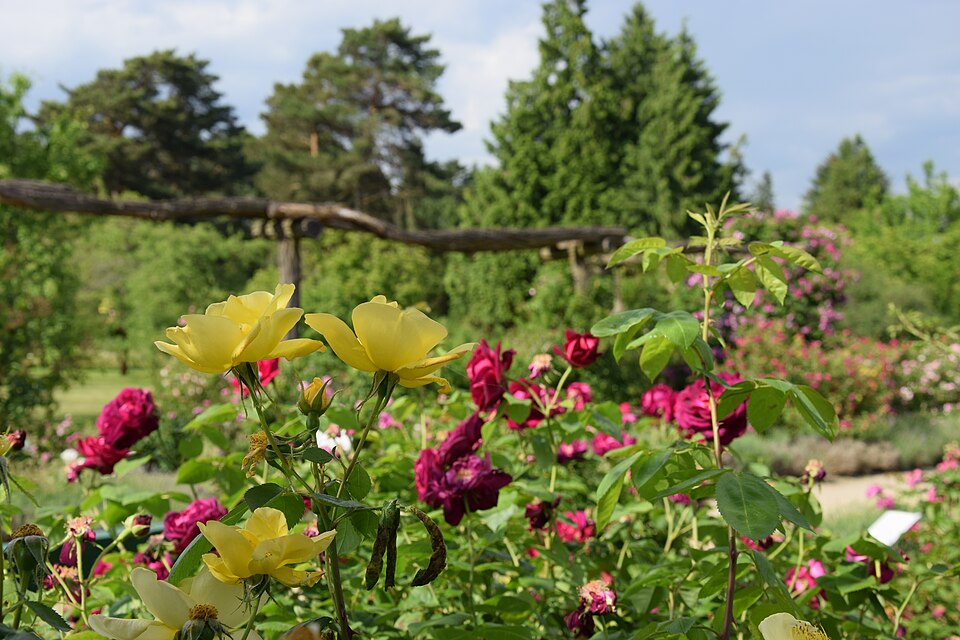 A photograph of Botanic Garden and Botanical Museum Berlin