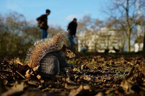 Green Park