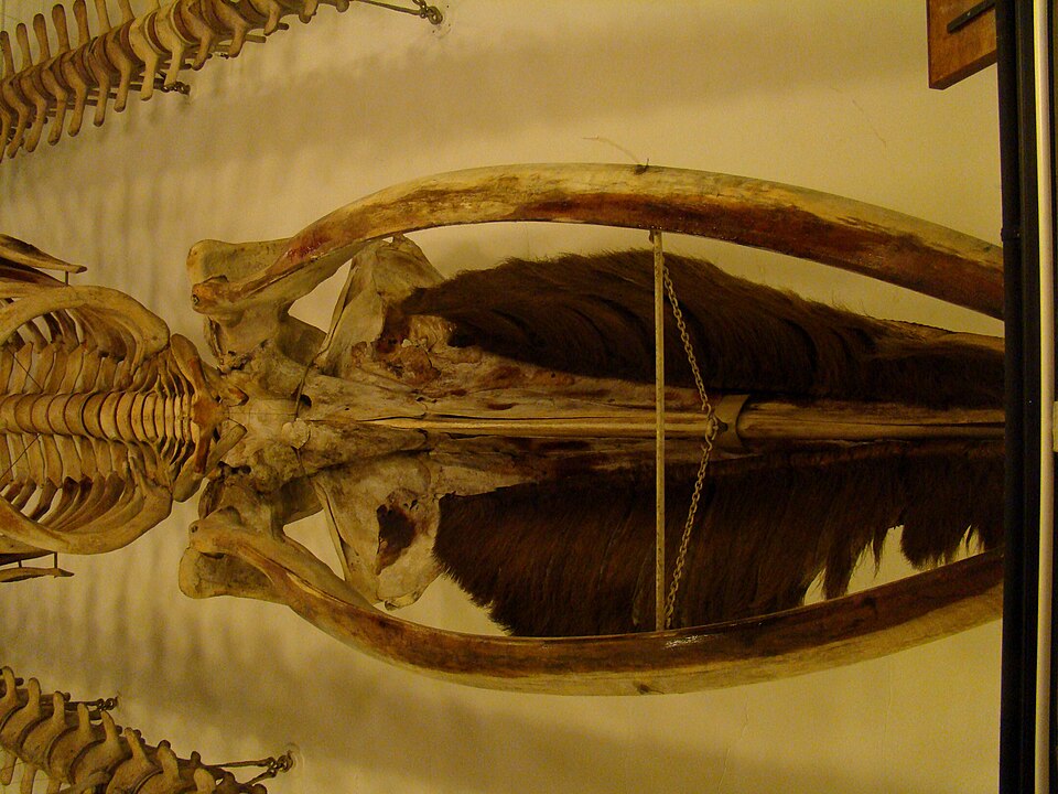 A photograph of Harvard Museum of Natural History