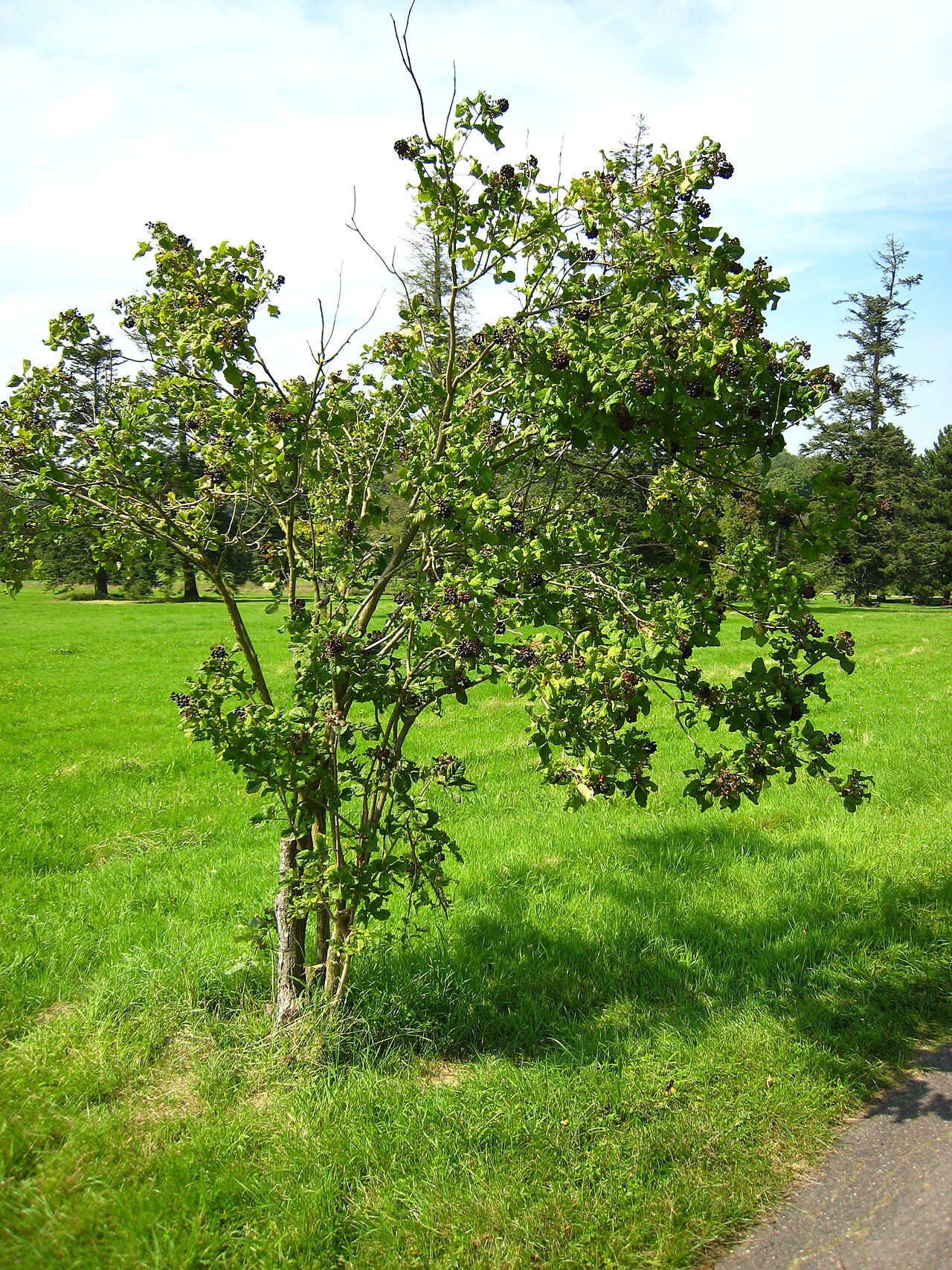 صورة Arboretum