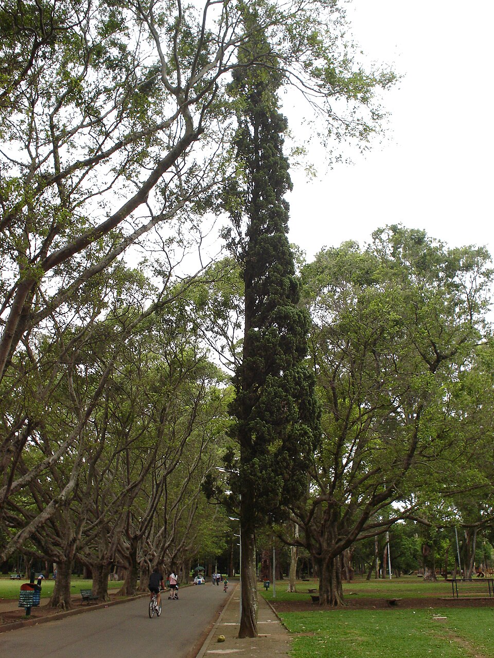 A photograph of Ibirapuera Park