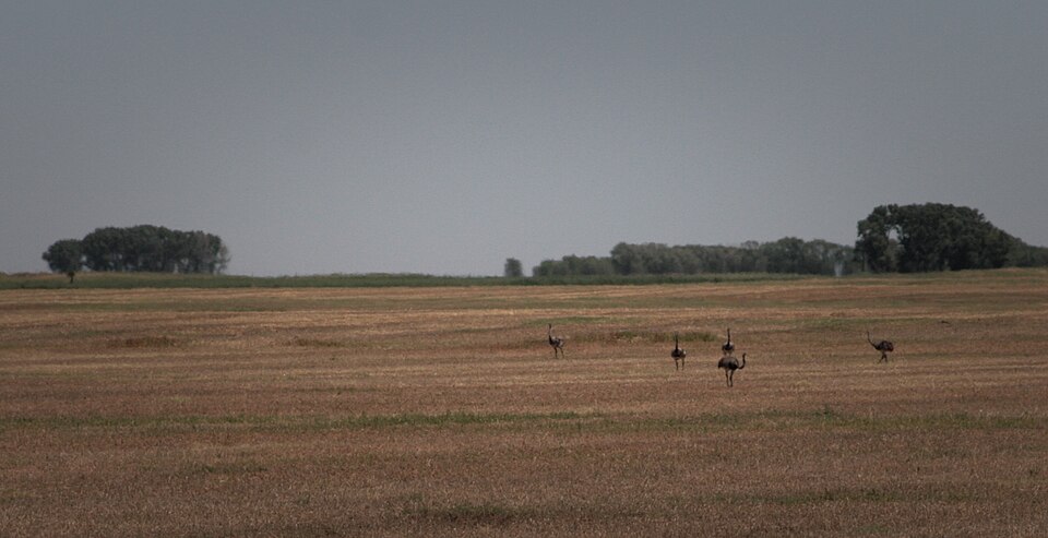 A photograph of Greater Rhea
