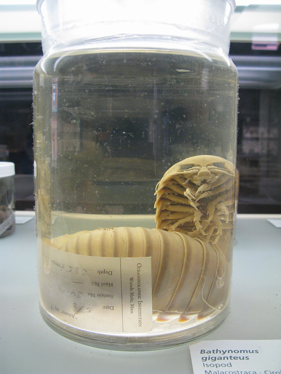 A photograph of Harvard Museum of Natural History