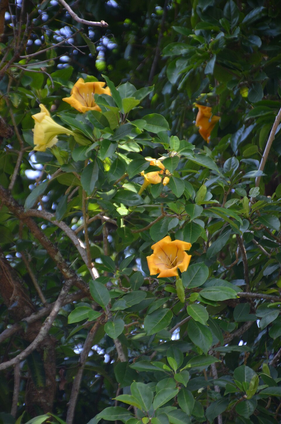 A photograph of Liliuokalani Botanical Garden