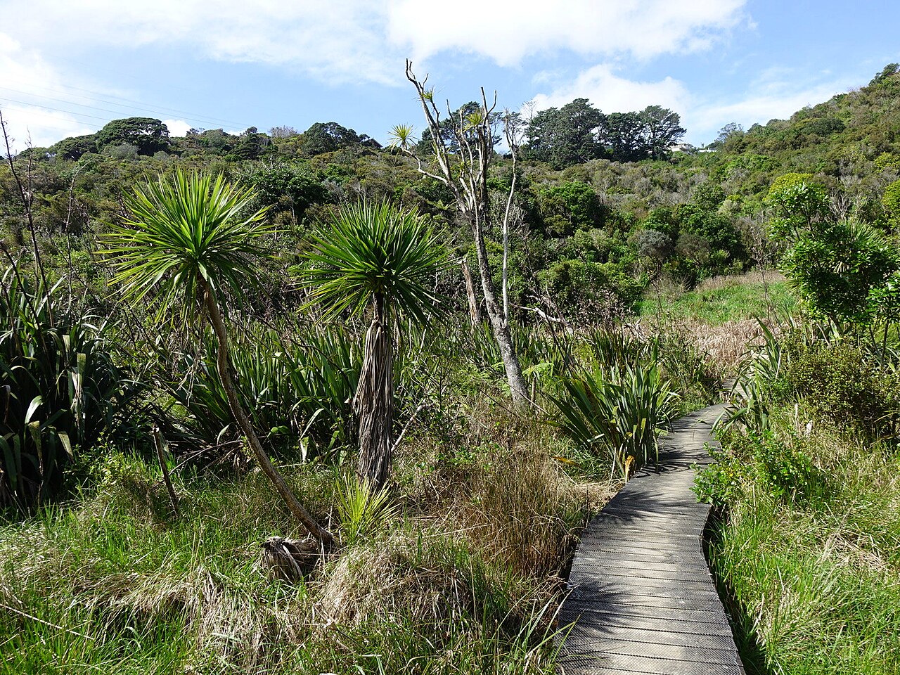 Wattle Reserve fotoğrafı