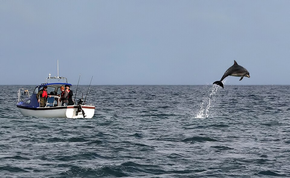 A photograph of Jumping Dolphins