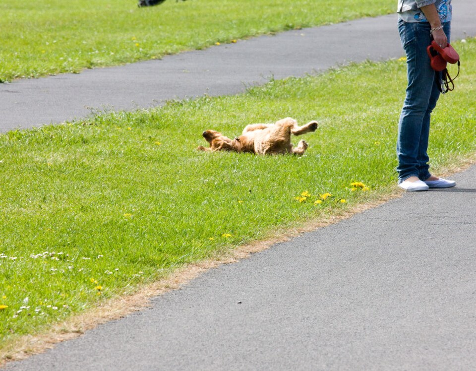 A photograph of Saint Anne's Park