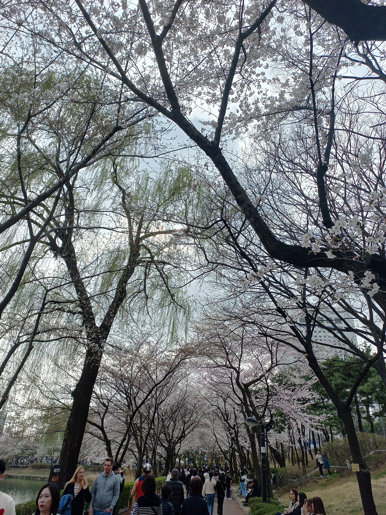 Seokchon Lake Park fotoğrafı