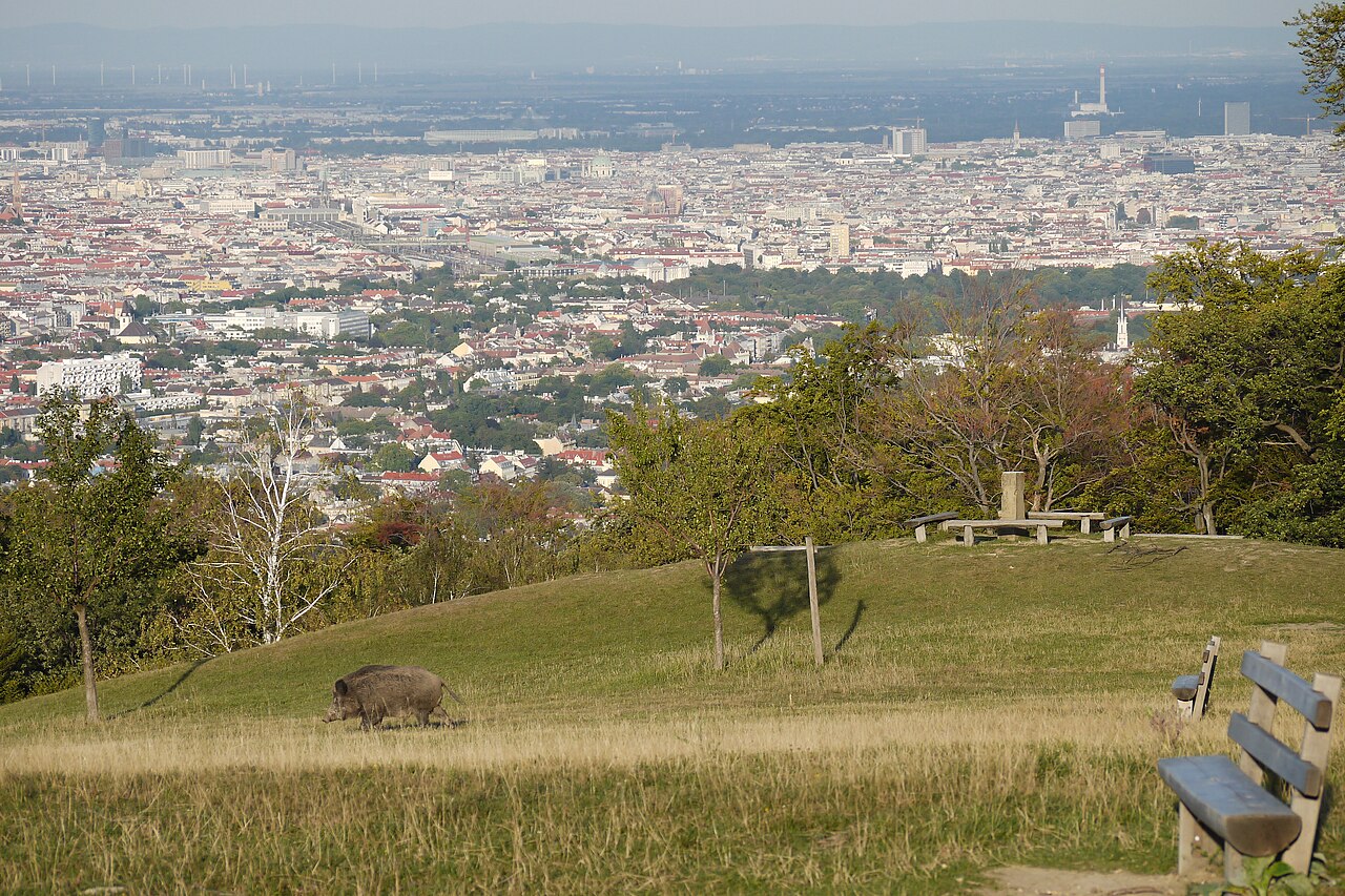 Ein Foto von Wiener Blick