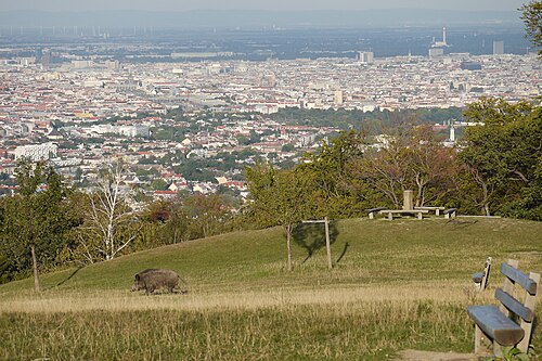 Wiener Blick