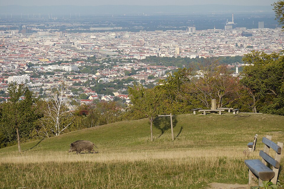 Wiener Blick fotoğrafı