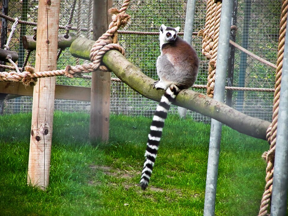 A photograph of Golders Hill Park Zoo