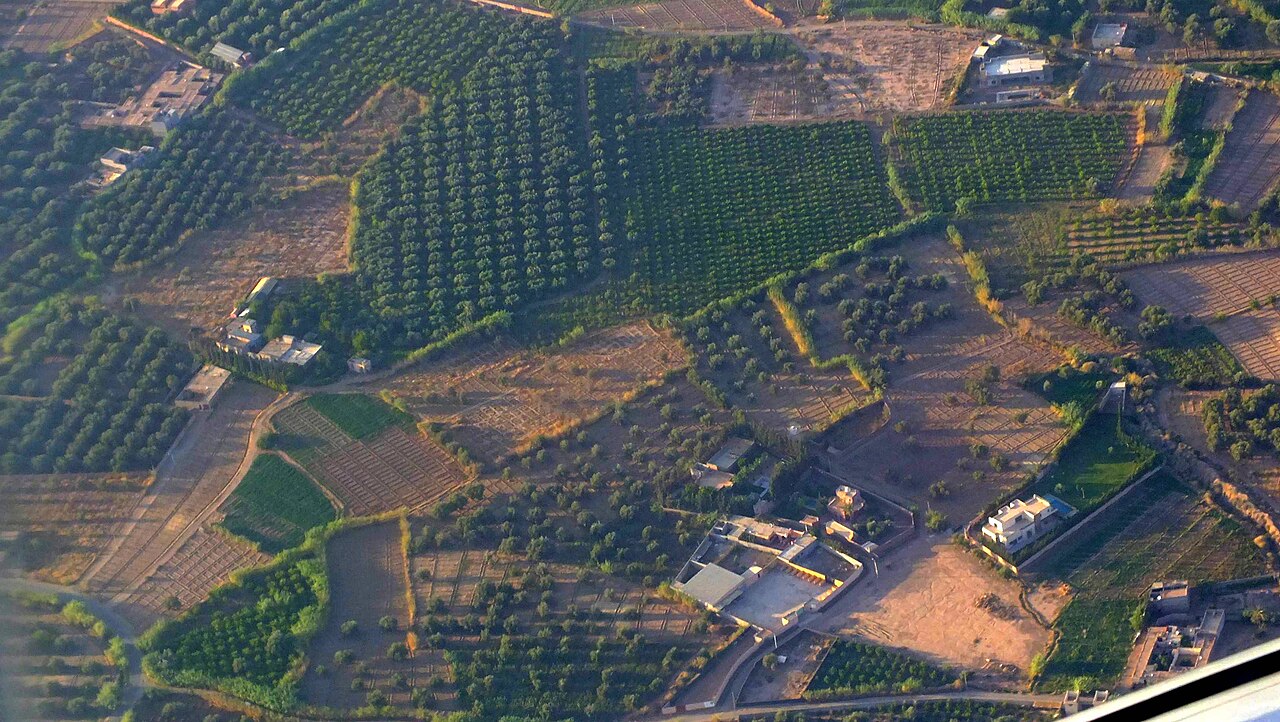 Palmeraie fotoğrafı