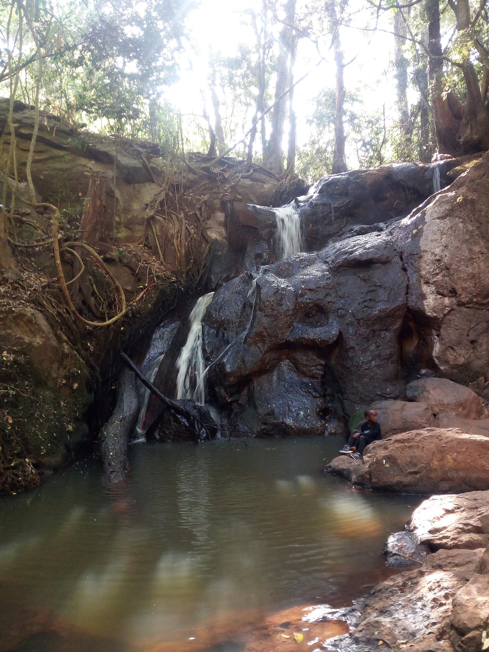 A photograph of Karura Forest