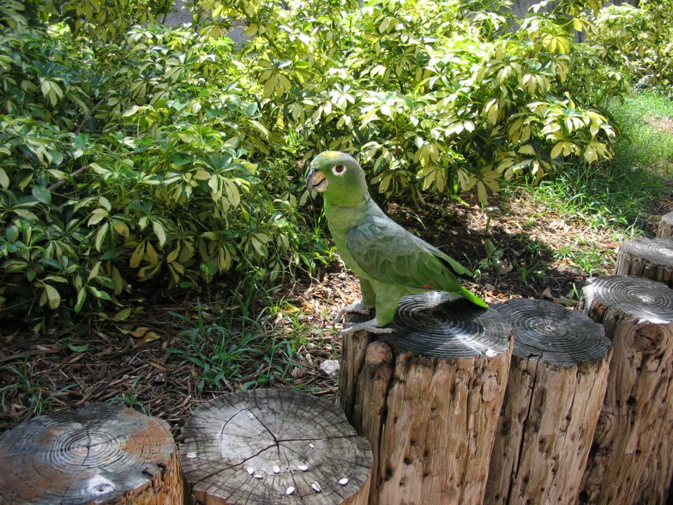 A photograph of Jungle Island