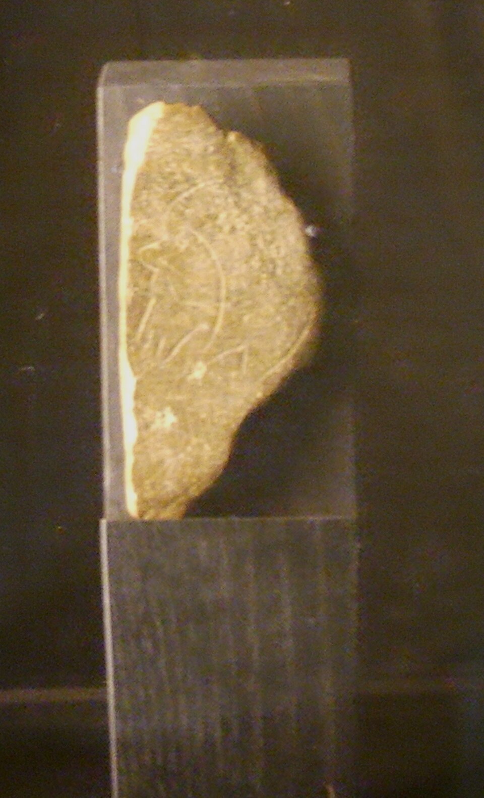 A photograph of Museo Fiorentino di Preistoria