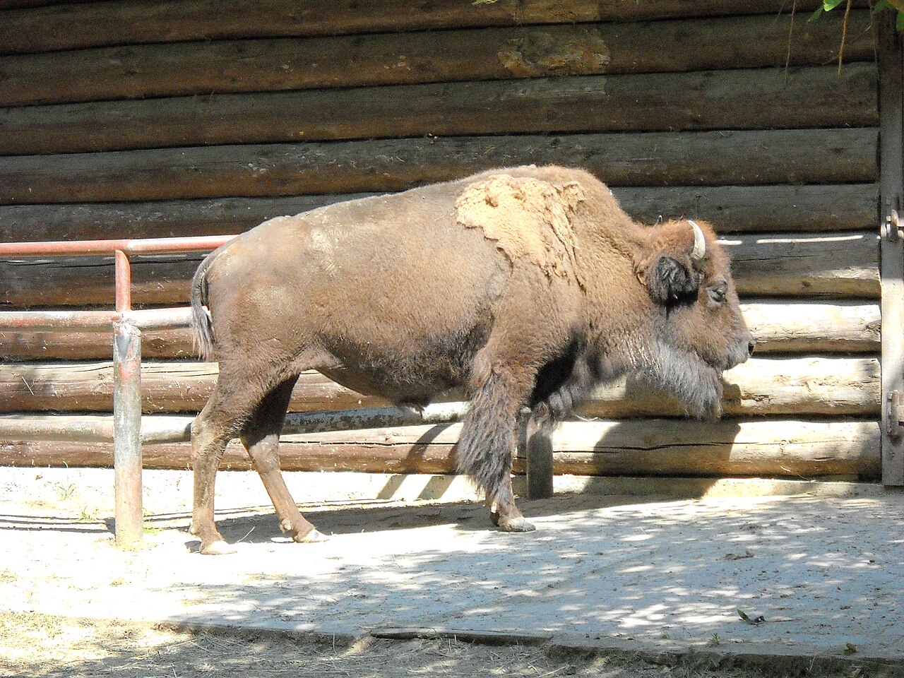 A photograph of High Park Zoo