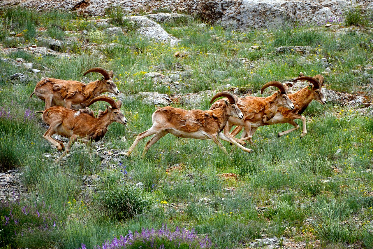 Una fotografia di Bozdağ