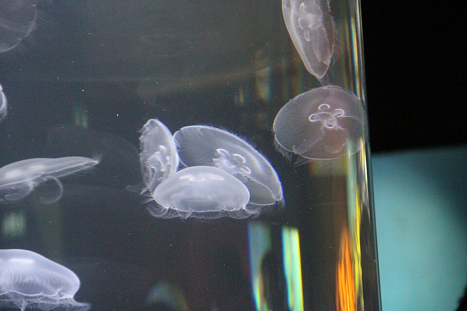 A photograph of Baltic Sea Science Center