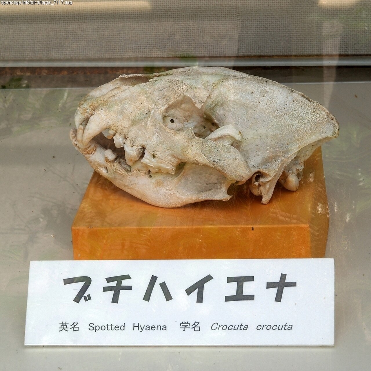 Una fotografia di Tennōji Zoo